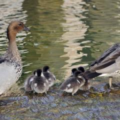 UQ ducks