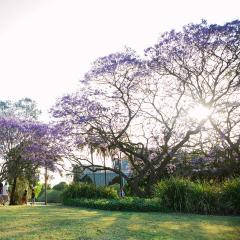 UQ jacaranda