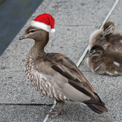 duck wearing christmas hat