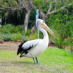 pelican't