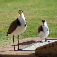 plover parent and its chick